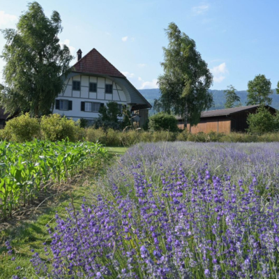 FLÜSSIGES GOLD AUS DEM BERNBIET