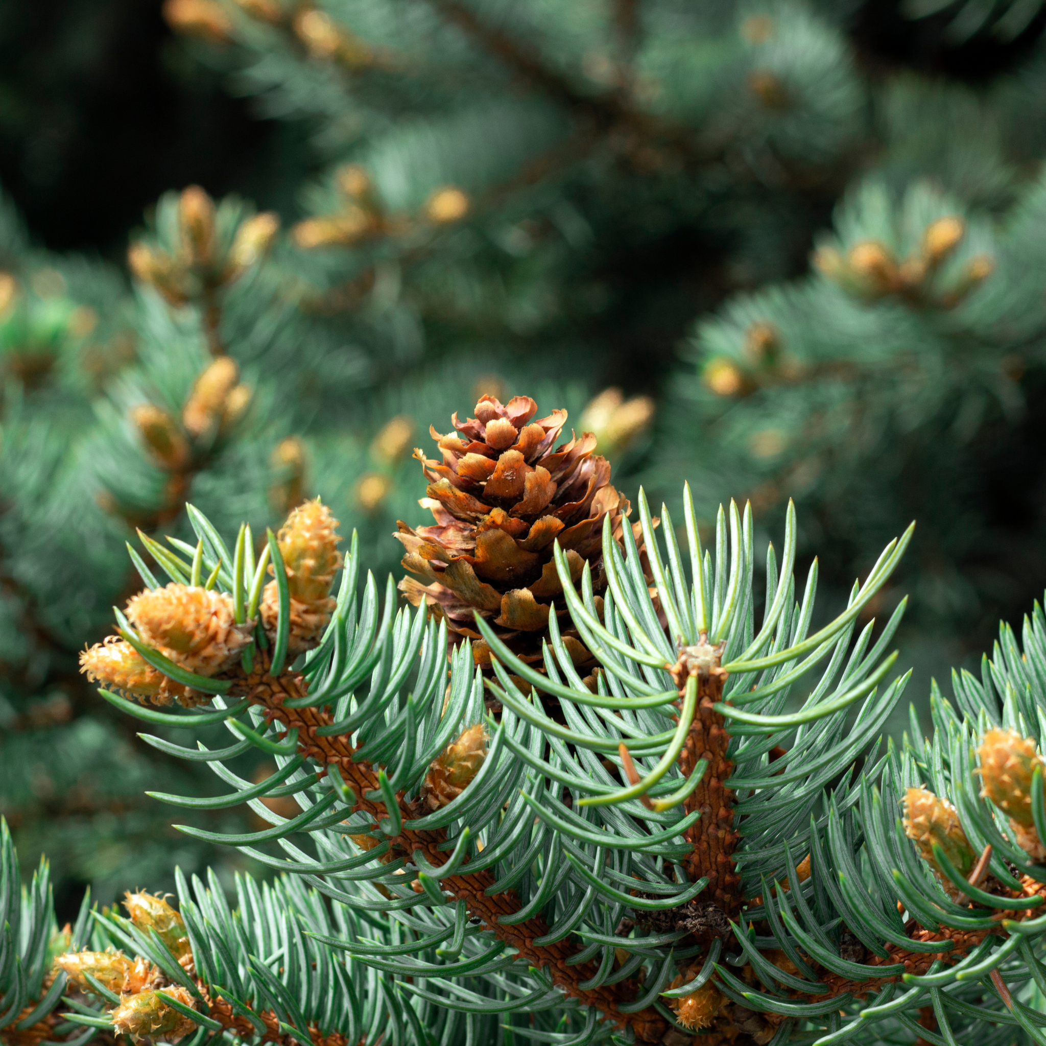 Rotfichten Bio-Hydrolat Spray